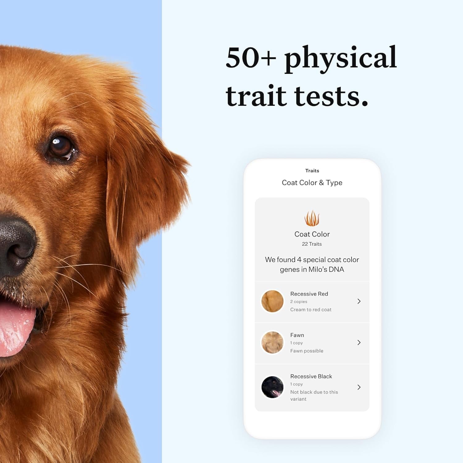 Panel Essential Dog DNA Kit: Most Accurate Test for 365+ Breeds, 30 Genetic Health Conditions, 50+ Traits, Relatives, Ancestry - 1 Pack
