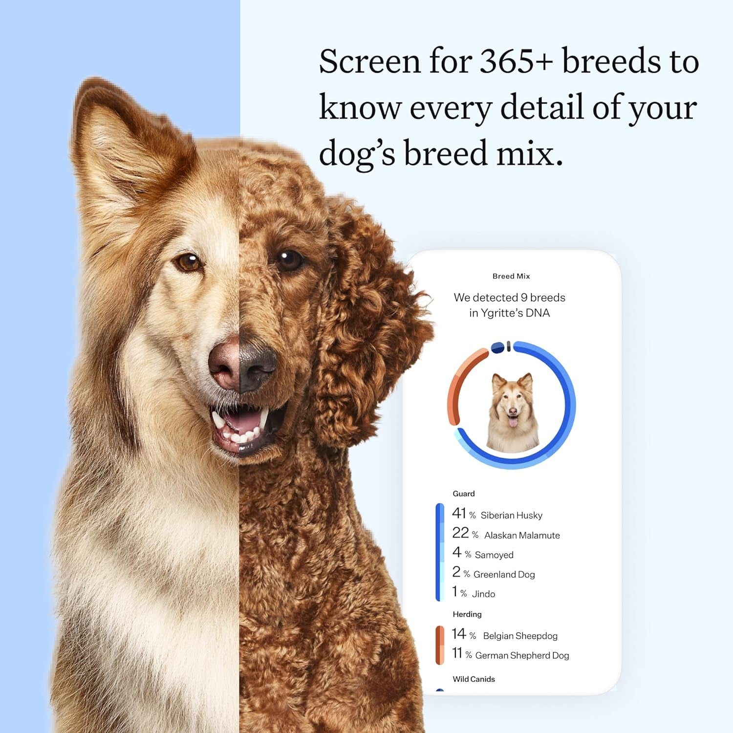 Panel Essential Dog DNA Kit: Most Accurate Test for 365+ Breeds, 30 Genetic Health Conditions, 50+ Traits, Relatives, Ancestry - 1 Pack
