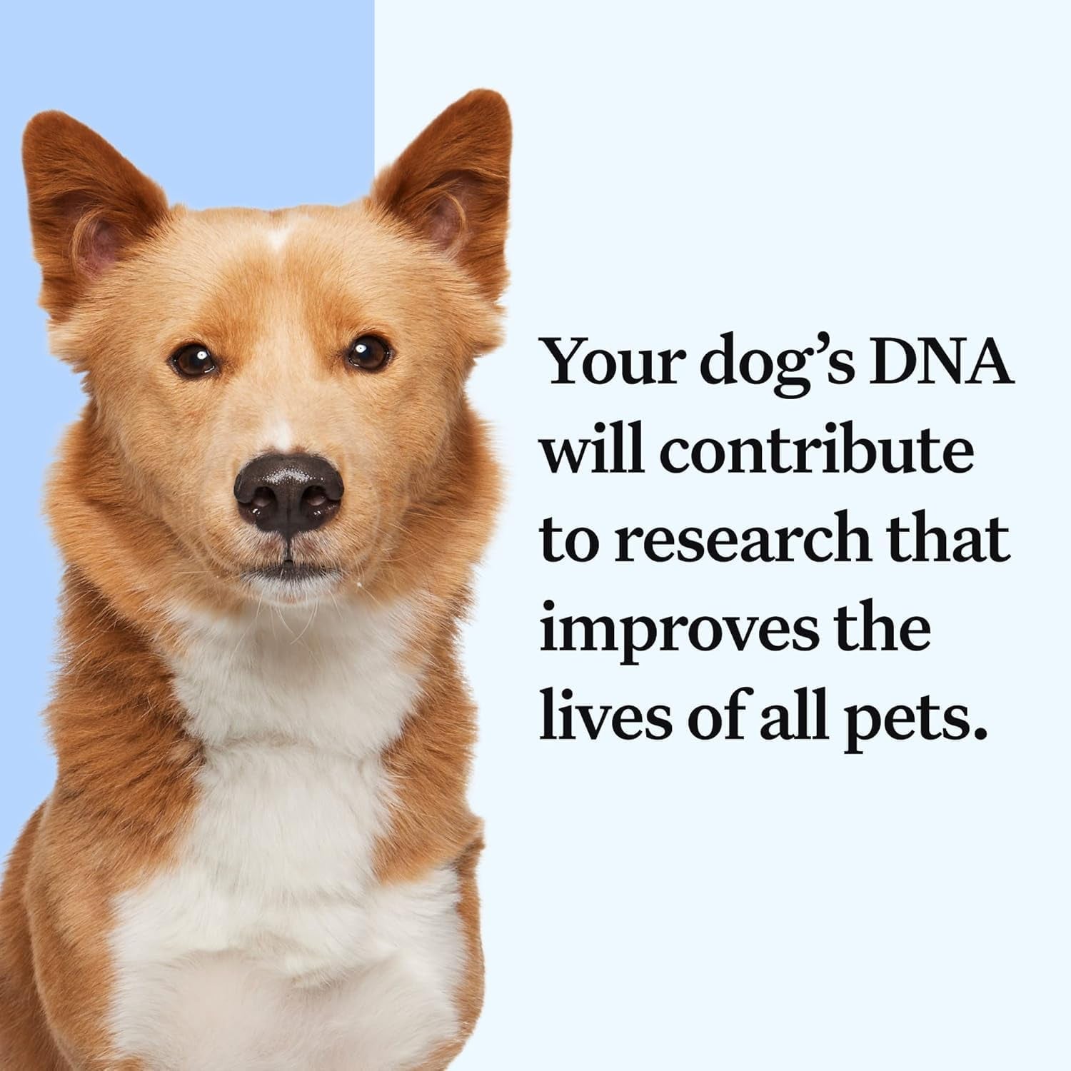 Panel Essential Dog DNA Kit: Most Accurate Test for 365+ Breeds, 30 Genetic Health Conditions, 50+ Traits, Relatives, Ancestry - 1 Pack
