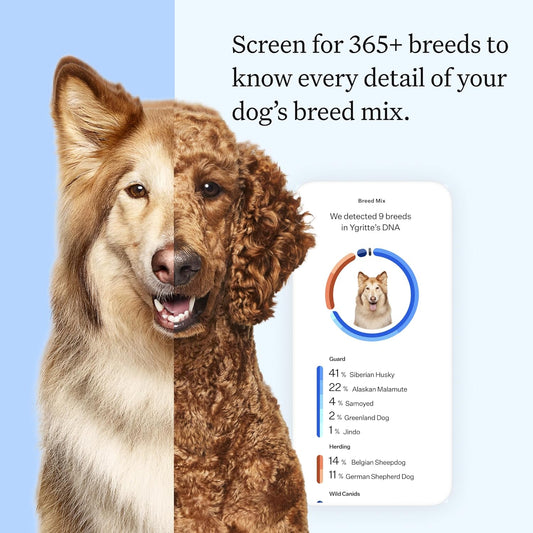 Panel Essential Dog DNA Kit: Most Accurate Test for 365+ Breeds, 30 Genetic Health Conditions, 50+ Traits, Relatives, Ancestry - 1 Pack